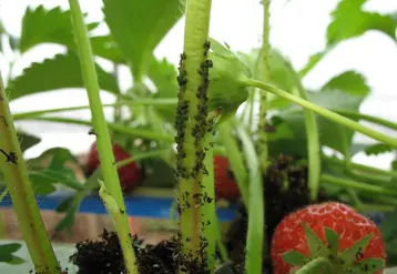 En itinéraire précoce (température supérieure à 10°C et plante poussante), les pucerons se multiplient très rapidement et peuvent entraîner la mort des plants si aucun traitement aphicide n’est réalisé.