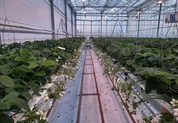 Les essais du Caté ont été réalisés avec une conduite précoce de Gariguette, sans passage des plants au froid, en 2021 et 2022.