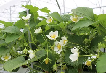Diminuer la concentration en nutriments dans la solution de fertirrigation est une stratégie efficace pour provoquer une initiation florale précoce.