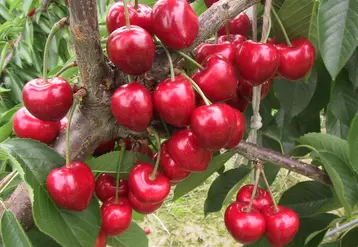 La France produit environ 35 000 t de cerise douce, ce qui la place au 8e rang européen.