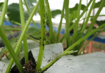 Aphidius 2.0 vise à proposer des méthodes innovantes pour élever et lâcher des parasitoïdes contre les pucerons du fraisier.