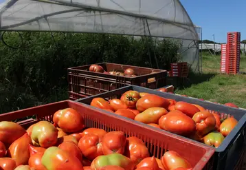 Sous abris, les méthodes alternatives de protection donnant satisfaction sont d’abord l’utilisation d’auxiliaires, de produits de biocontrôle et le recours au hors-sol.