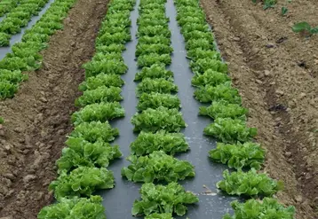Une cinquantaine d’hectares de salade sont désormais plantés sur paillage biodégradable.