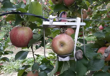 Un dendromètre connecté placé sur un fruit judicieusement choisi permet de suivre heure par heure le grossissement du fruit tout au long de la saison.
