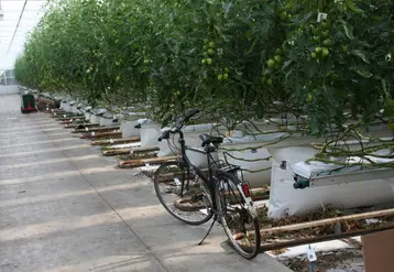 En Hollande et Belgique, de nombreux producteurs vont décaler leurs plantations, moins éclairer et entrer en production mi-mars.