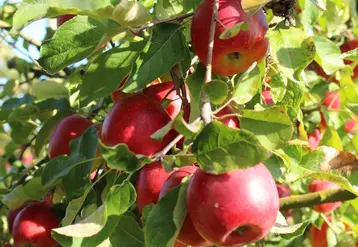 Depuis 2012, plus de 3 millions d’arbres ont été commercialisés dans le monde.
