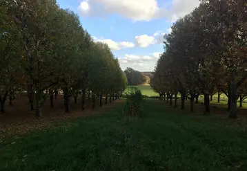 Verger de châtaignier avec passage au lamier en 2019  sur le rang de droite, 2020 sur le rang de gauche puis suppression du rang du milieu en 2021.