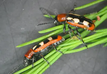 Deux espèces de Crioceris sp. sont des ravageurs de l'asperge : le criocère de l’asperge et le criocère à 12 points.