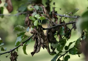 Le programme AZZ vise notamment la sélection de variétés de pomme résistantes au feu bactérien.