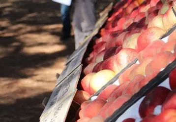 La Centrex sollicite les producteurs de pèches-nectarines, également indépendants, pour financer son expérimentation variétale sur ces espèces.  