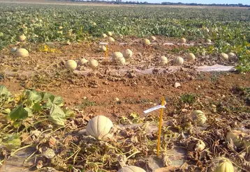La maîtrise d’une maladie vasculaire comme la fusariose reste complexe.