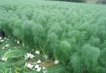 Le fenouil demande beaucoup de lumière afin d'assurer un délai de récolte de 75 à 110 jours après plantation. 