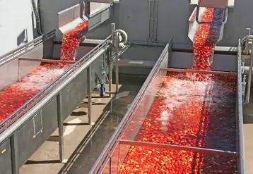 Récoltée dès juillet, la tomate industrie a connu une campagne 2022 précoce, avec des cycles de culture de 90-95 jours pour les plus précoces.