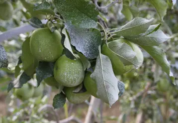 L'argile est fréquemment utilisée comme barrière physique en production fruitière.