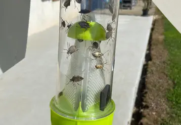 Punaises diaboliques dans un piège à phéromone.