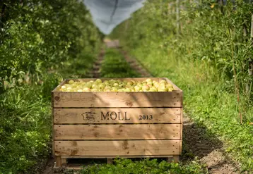 Les émissions de GES des vergers étudiés dans le cadre du projet GreenGo varient de 51 à 136 g eq. CO2/kg de pomme avec 87 g eq. CO2/kg de pomme pour le verger de référence.