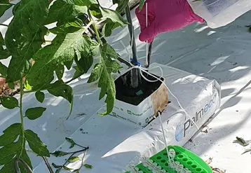 Des protocoles ont été développés pour réaliser des prélèvements sur plante et sur surfaces inertes dans les parcelles concernées par le Cmm (agent responsable du chancre bactérien).