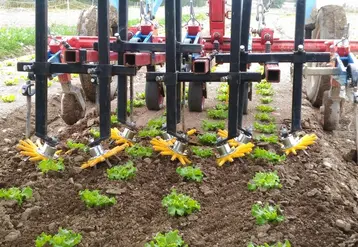 En légumes de plein champ, le binage avec ou sans doigts Kress est pratiquement la seule technique alternative utilisable en cours de culture. Mais seule, elle n’est pas assez efficace.