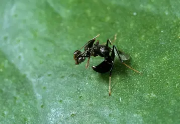 Neodryinus typhlocybae, parasatoïde de Metcalfa pruinosa  © JC Malausa