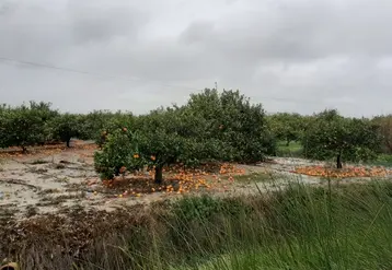 Les pertes avoisineraient 62 M€ dans la région de Valencia, concentrées sur les vergers d’agrumes tardifs. © AVA-ASAJA