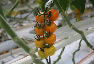 Entre 2015 et 2019, en Russie, plus de 2,8 Md€ ont été investis dans la production de légumes sous serres. (Photo d'illustration)  © Philippe Gautier - FLD