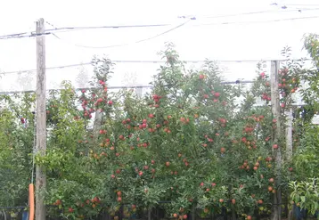 La production de pommes en 2019 avait été importante et il reste encore 40 à 45 % de la récolte en stock. © Véronique Bargain - FLD