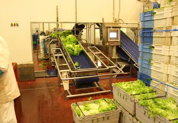 Si la production tourne à plein régime pour répondre à la demande en poireaux, choux, radis, navets, la situation est actuellement très compliquée pour les salades, notamment à cause de l'arrêt de la restauration.  © Véronique Bargain - FLD