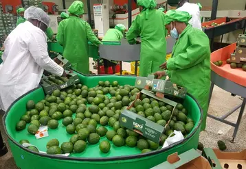 En mars dernier, BFI s’est associée à Barke Enterprises pour emballer les premiers avocats Benji au Kenya. © Beva Fruits International