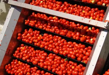 L'interprofession de la tomate d'industrie prévoit une forte demande en produits transformés en Europe en 2021.  © Sonito
