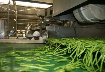 La future organisation de producteurs  légumes d’Eureden sera centrée sur les légumes surgelés et appertisés.  © Claire Tillier - FLD