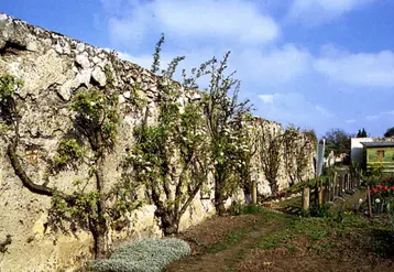 Le plan local d'urbanisme révisé de la ville avait déjà mis en place une zone agricole sur la quasi-totalité du site le rendant totalement inconstructible, ce qui avait permis de restaurer plusieurs centaines de mètres linéaires de murs à pêches. © Mairie de Montreuil