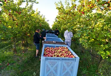 Aux Côteaux Nantais, la cueillette s’effectue en deux et trois passages, entièrement à la main, pour répondre aux exigences des différences variétales et offrir des fruits à pleine maturité. © Côteaux Nantais