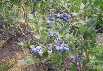 Les récentes pluies devraient apporter une myrtille de bon calibre et de bonne qualité.  © Philippe Gautier -FLD