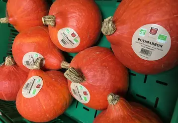 Avec 16 producteurs engagés, le potimarron est une valeur montante de l’offre bio du Marché de Phalempin. © Marché de Phalempin