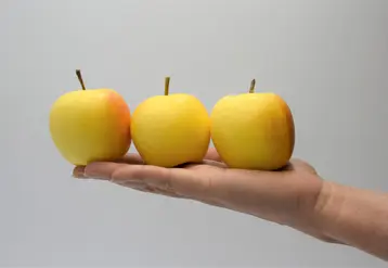La première variété choisie est une pomme à peau jaune, récoltée fin août et douce et sucrée en goût.  © Snacking Project