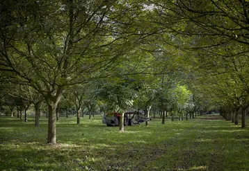 Globalement, sur la zone AOP Noix de Grenoble, la récolte est estimée à 10 000 t environ, peut-être plus, contre 8 200 t en 2019. © Noix de Grenoble