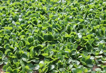 L’objectif des coopératives est de convenir d’un accord et des modalités pratiques du projet de rapprochement d’ici mi-décembre 2021, pour une mise en œuvre entre le 1er janvier et le 31 mars 2022. 