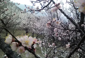 La région de Murcie travaille sur des variétés d’abricotiers nécessitant peu de froid hivernal. Celles-ci ont une floraison précoce mais cela n’implique pas forcément une récolte précoce. © Mehrajmir13 sous Licence ...