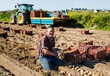 Sur l'île de Batz, la récolte de pommes de terre primeur n’a pas été trop perturbée par les gels tardifs du printemps. 