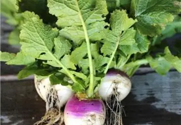 Le navet salé est fabriqué à partir de gros navets blancs à collet violet.