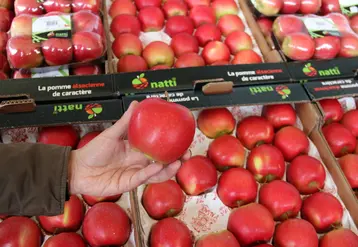 La pomme Natti est une variété Club et de terroir. © Julia Commandeur - FLD