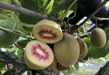 Les opérateurs français se saisissent du kiwi rouge