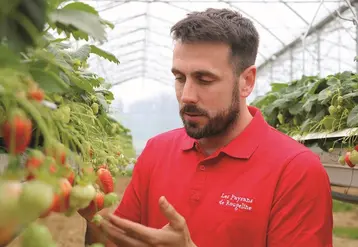 Xavier Dupont, installé à Coublucq dans les Pyrénées-Atlantiques, est engagé auprès de Valprim qui assure la commercialisation de la totalité des fraises en label ...