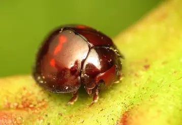 Chicolorus bipustulatus
