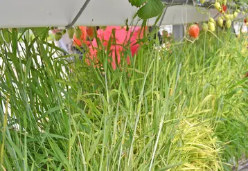 Les plantes relais permettent un bon développement de parasitoïdes et une présence de prédateurs dans la serre.