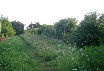 Vignette