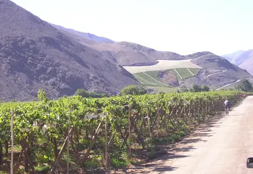 production de raisins dans l'Atacama au Chili