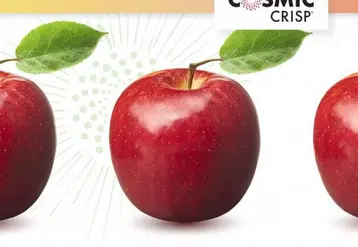Cosmic Crisp
