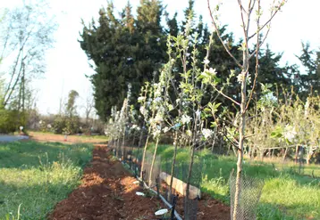 Femelle avec oeufs © La Morinière
