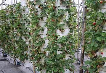 collones de cultures aéroponiques avec fraise